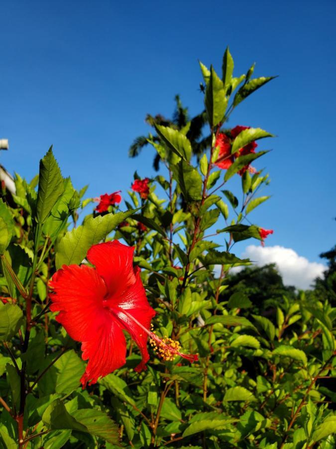 La Diguoise Hotel La Digue Eksteriør billede